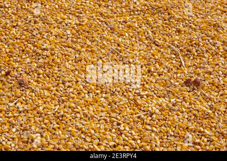 Yellow corn seed background. Close up of food grains. Stock Photo