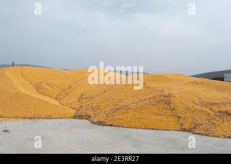 pile of corn after harvest Stock Photo
