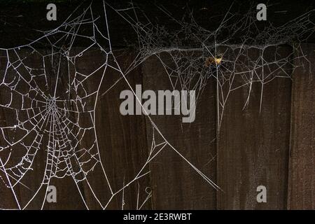 GIANT COBWEBS ON A WOODEN FENCE COVERED IN FROST Stock Photo