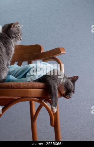 Romantic composition with two cats, grey striped tabby and gray smoky white-breasted, with blue cloth on wooden art-deco design chair on grey blue bac Stock Photo