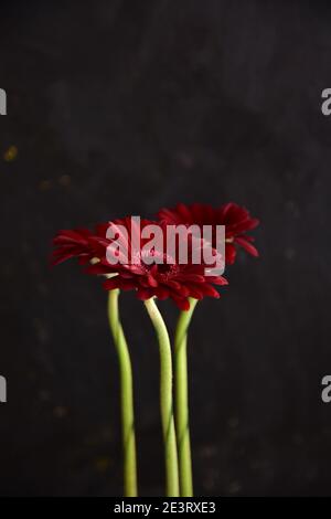 A flower of a slender, tall gerbera of red color on a black background. Stock Photo