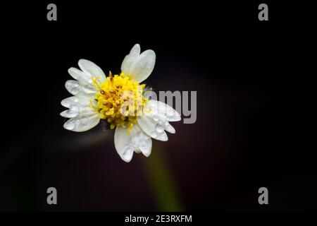 Tridax procumbens also known as coatbuttons or tridax daisy macro with raindrops on the white petals and black background Stock Photo
