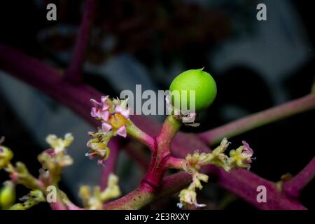 close up of the baby mango known as mangifera indica with flowers. Stock Photo