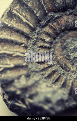 Close-up of an ammonite fossil Stock Photo