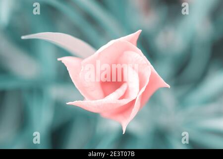 Top view of pink flower blossom in blue foliage abstract background with copy space. Image with shallow depth of field Stock Photo