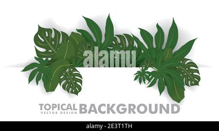 fresh green tropical leaves on white background. Space for design or text. vector illustration design Stock Vector