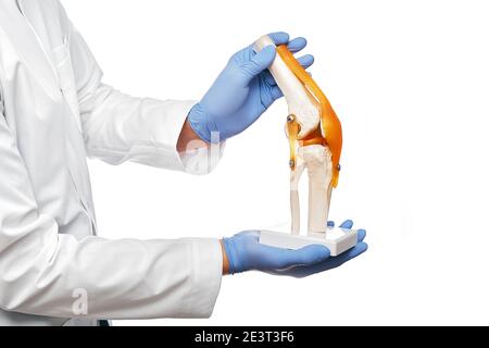 doctor holds an anatomical human knee-joint model in his hands, close-up. Isolated on white background Stock Photo