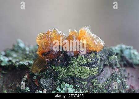Gummosis is the formation of patches of a gummy substance on the surface of certain plants, particularly fruit trees. This occurs when sap oozes from Stock Photo
