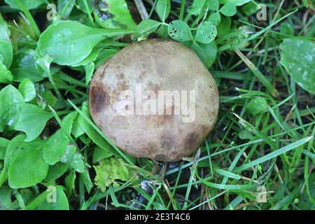 Scleroderma bovista (Scleroderma verrucosum var. bovista), known as Potato Earthball, wild mushroom from Finland Stock Photo