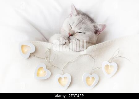 A cute white kitten sleeps on a white bed under a knitted blanket with glowing garlands in the form of hearts. Stock Photo