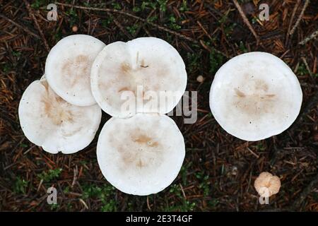 Clitocybe odora, known as the Aniseed Toadstool or Aniseed Funnel Cap, wild mushrooms from Finland Stock Photo
