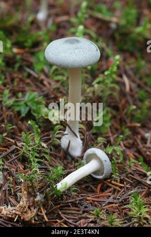 Clitocybe odora, known as aniseed toadstool, aniseed funnelcap or aniseed funnel, wild mushroom from Finland Stock Photo
