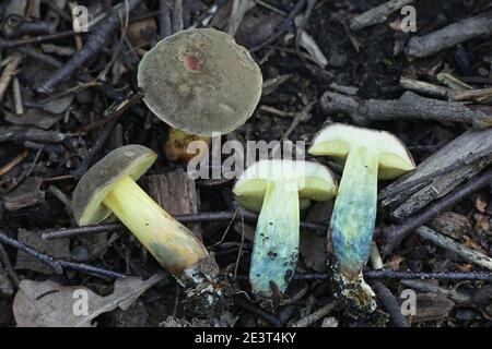 Xerocomellus cisalpinus, the  bluefoot bolete, (previously called Boletus chrysenteron, the Red Cracking Bolete), wild mushroom from Finland Stock Photo