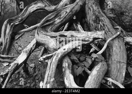 section of twisted and intertwined weathered roots in back and white Stock Photo