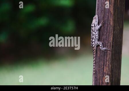 texas spiny lizard sitting on a post Stock Photo