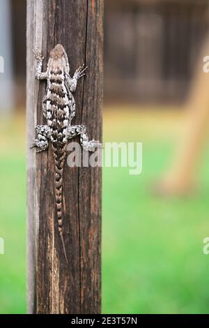 texas spiny lizard sitting on a post Stock Photo