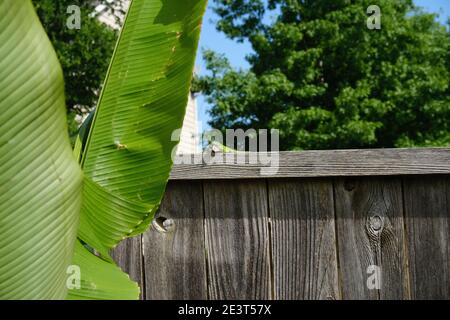 Green anole sunbathing on top of a fence Stock Photo