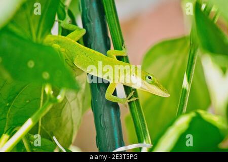 American green Anolis (Anolis Carolinensis) hiding inside a jalapeno pepper plant Stock Photo