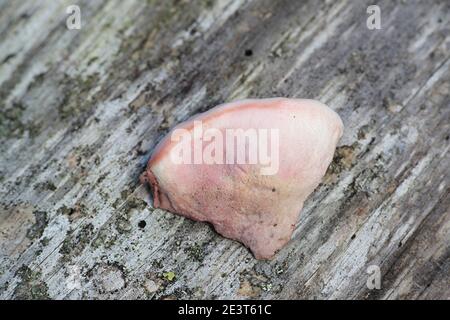 Leptoporus erubescens, a polypore fungus growing on pine deadwood in Finland, no common english name Stock Photo