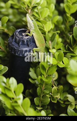 Green Anole (Anolis carolinensis) sitting on a sprinklerhead in a hedge Stock Photo