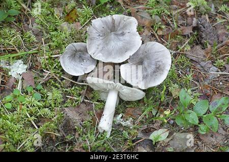 Tricholoma virgatum,  ashen knight, wild mushroom from Finland Stock Photo