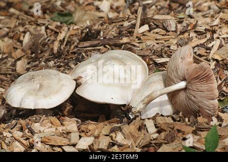 Pluteus petasatus (Pluteus petasatus coll.), a shield mushroom growing on wood chips in Finland, no common english name Stock Photo