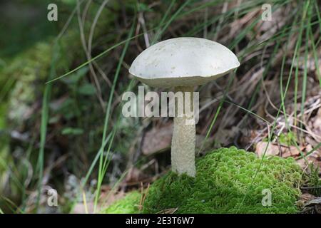 Leccinum holopus, known as the white birch bolete, white bog bolete, or ghost bolete, wild mushroom from Finland Stock Photo