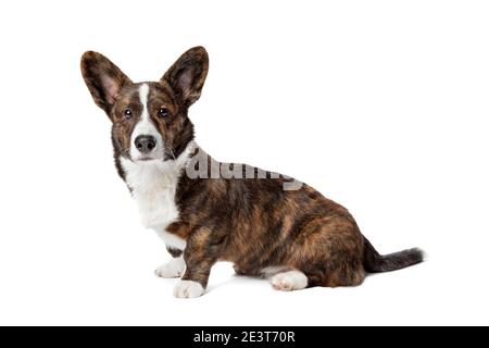 Brindle and white Cardigan Welsh Corgi dog in front of a white background Stock Photo