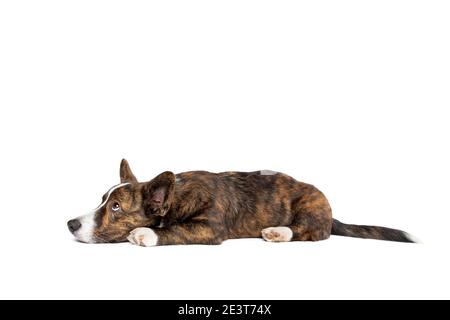 Brindle and white Cardigan Welsh Corgi dog in front of a white background Stock Photo
