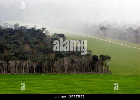 Vast soy monoculture abuts the remnant Amazon rainforest near Santarém, Pará, Brazil, where a newly cut access road slices through primary forest. Agricultural expansion for global commodity markets is driving deforestation, environmental degradation and the isolation—and eventual loss—of venerable Brazil-nut trees once integral to rainforest ecology. Conservationists warn that such land‑use change undermines biodiversity, carbon storage and the livelihoods of traditional communities. Stock Photo