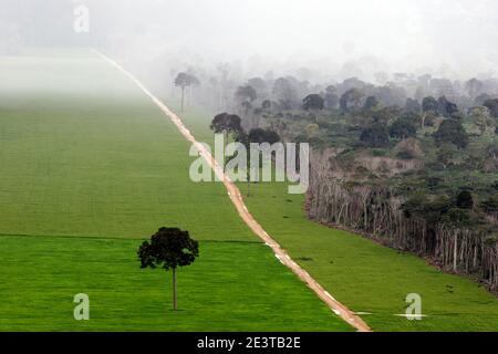 Vast soy monoculture abuts the remnant Amazon rainforest near Santarém, Pará, Brazil, where a newly cut access road slices through primary forest. Agricultural expansion for global commodity markets is driving deforestation, environmental degradation and the isolation—and eventual loss—of venerable Brazil-nut trees once integral to rainforest ecology. Conservationists warn that such land‑use change undermines biodiversity, carbon storage and the livelihoods of traditional communities. Stock Photo