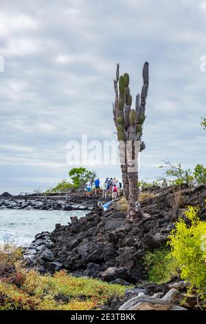 Volcanic rock beach with tall Jasminocereus thouarsii cactus growing at Dragon Hill, Santa Cruz Island, Galapagos Islands, Ecuador, South America Stock Photo