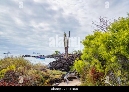 Volcanic rock beach with tall Jasminocereus thouarsii cactus growing at Dragon Hill, Santa Cruz Island, Galapagos Islands, Ecuador, South America Stock Photo