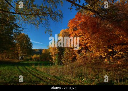 Autumn colors. Colorful deciduous forest. Maple leaves are brightly fiery. Long shadows from trees. Wheel tracks in the clearing. Stock Photo