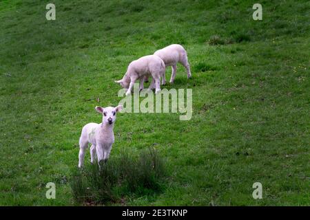 Three lambs in a green field in spring Stock Photo