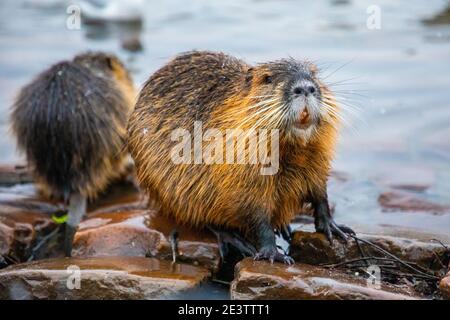 Nutria in water of river Vltava on Charles Bridge backgrond in Prague, Czech republic Stock Photo