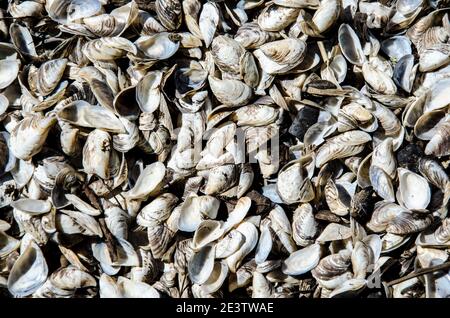 Small seashells from the river. Texture, background. Stock Photo