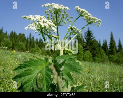 A herbaceous plant of Siberian hogweed (Latin Heracléum sibíricum; Sib. Paltirxan)  of the Umbrella family grows in a clearing against the background Stock Photo