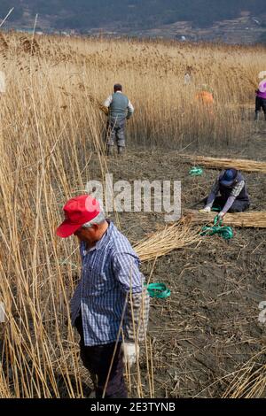 Workers cut and bundle reeds at the Suncheon Bay Wetland Reserve in Suncheon, South Korea. Stock Photo