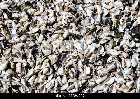 Small seashells from the river. Texture, background. Stock Photo