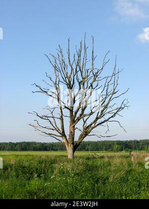 Withered lonely tree in the field Stock Photo