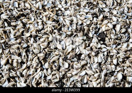 Small seashells from the river. Texture, background. Stock Photo