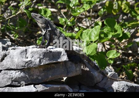 Iguana basking in the sun on the dry rocks from the ancient ruins of the ancient Maya city of Tulum, Yucatan, Mexico Stock Photo