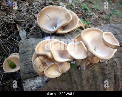 Selective focus on several medium size light brown mushrooms on dead coconut trunk Stock Photo