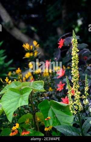 Verbascum chaixii sixteen candles,yellow flower spikes,spires,mullein,mulleins,orange dahlia flowers in background,flowers,flowering,perennials,RM Flo Stock Photo