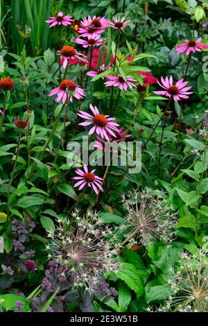 echinacea purpurea,allium christophii seedheads,allium christophii seed heads,coneflower,purple flowers,mixed planting scheme,RM Floral Stock Photo