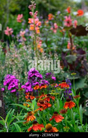 Helenium Moerheim Beauty,orange red,flower,flowers,flowering,garden,planting combination,mix,mixed,purple phlox in background,RM floral Stock Photo