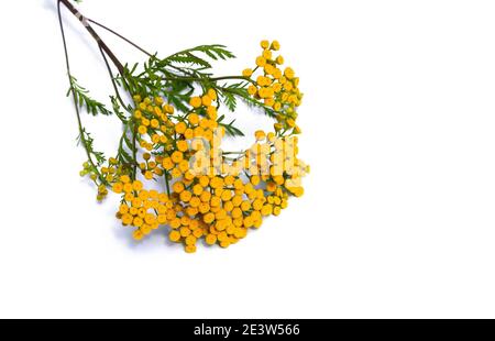 Yellow tansy flowers isolated on white, (Tanacetum vulgare, common tansy, bitter button, cow bitter, or golden buttons) in the green summer meadow. Stock Photo