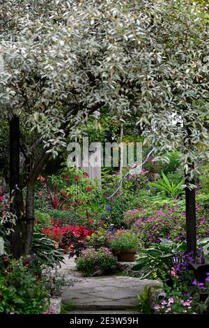 garden,patio,pot,pots,container,containers,gardens,gardening,frame,framing,framed,Pyrus salicifolia Pendula,pendulous willow-leaved pear,weeping silve Stock Photo