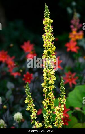 Verbascum chaixii sixteen candles,yellow flower spikes,spires,mullein,mulleins,orange dahlia flowers in background,flowers,flowering,perennials,RM Flo Stock Photo